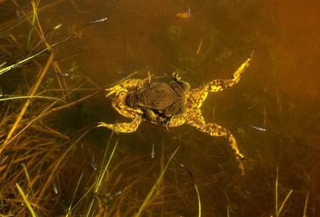 Любовь среди рыбок